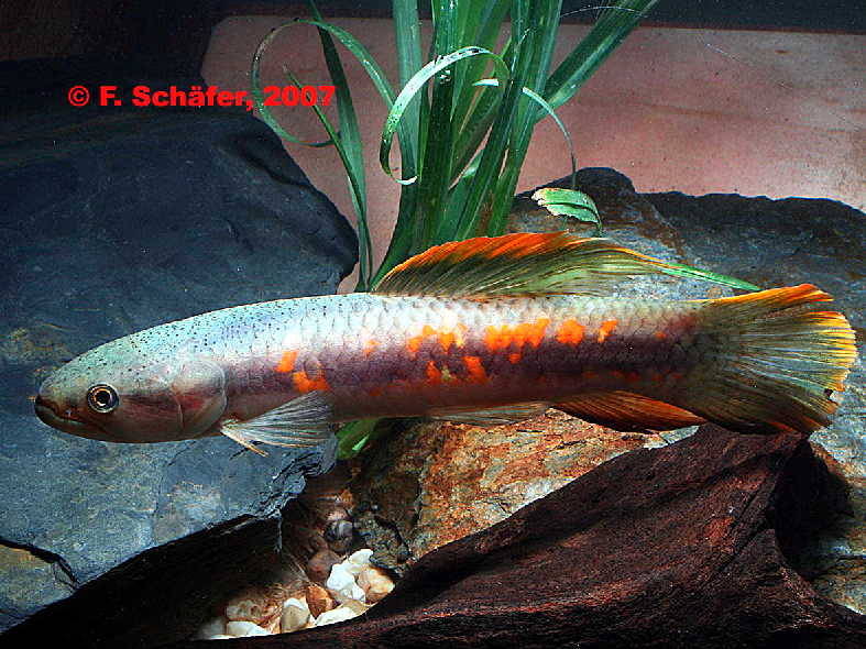 Erythrinus erythrinus