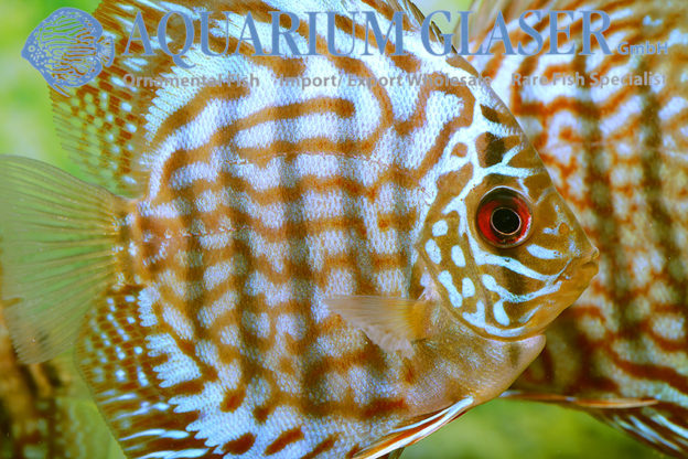 Symphysodon "Super Red Turqoise". - Aquarium Glaser GmbH