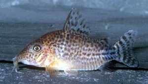 Corydoras spectabilis