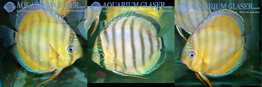 Discus Gold Discus Gold Xingu - Aquarium Glaser GmbH