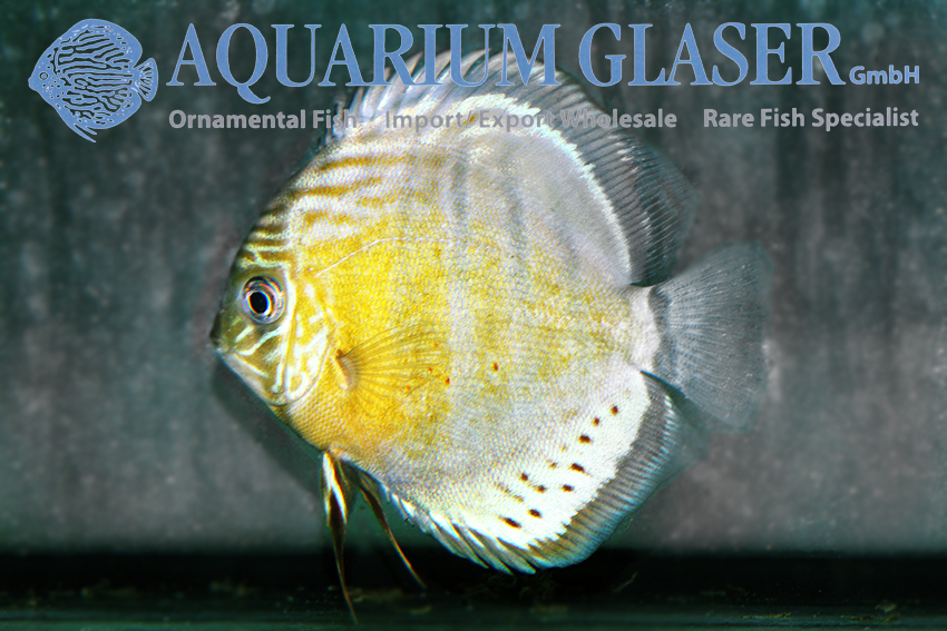 Symphysodon tarzoo Diskus wild Green Tefé 9 -12 cm - Aquarium Glaser GmbH