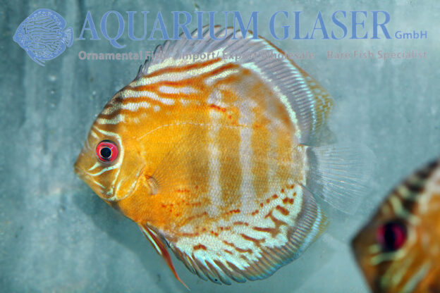 Symphysodon tarzoo Diskus wild Green Tefé 9 -12 cm - Aquarium Glaser GmbH
