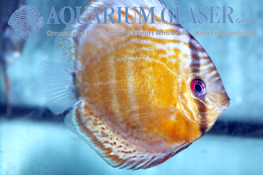 Symphysodon tarzoo Diskus wild Grün Tefé 9 -12 cm - Aquarium Glaser GmbH