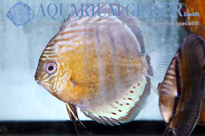 Symphysodon tarzoo Diskus wild Green Tefé 9 -12 cm - Aquarium Glaser GmbH