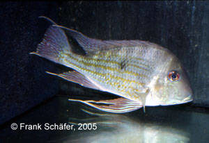 Geophagus sp. „Tananaco“