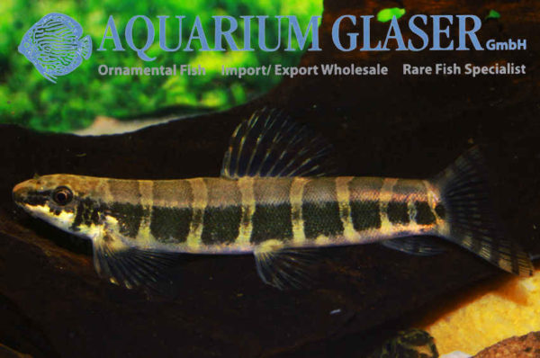 Serpenticobitis octozona Aquarium Glaser GmbH