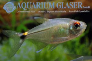 Hemigrammus ocellifer