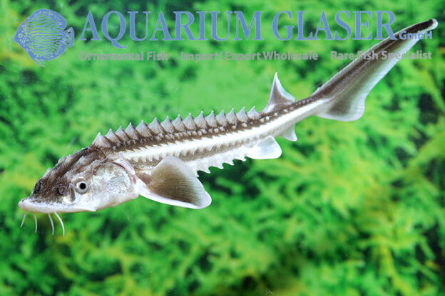 Acipenser gueldenstaedtii - Aquarium Glaser GmbH