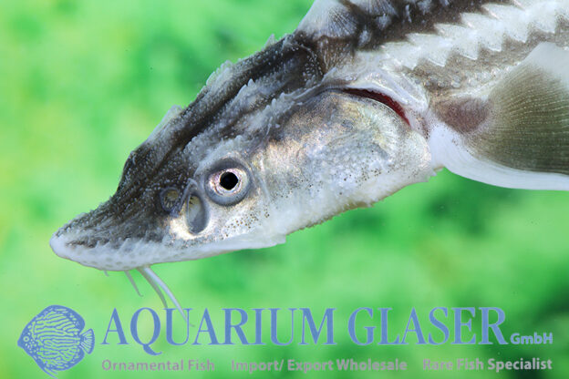 Acipenser gueldenstaedtii - Aquarium Glaser GmbH