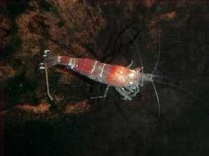 Neocaridina sp RED CRYSTAL SHRIMP