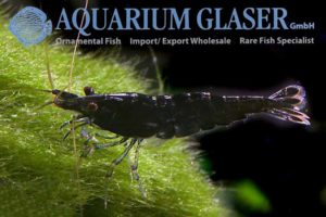 Neocaridina davidi Black Choco Shrimp