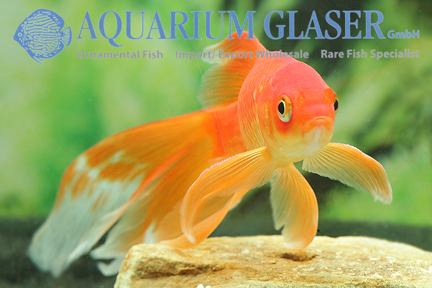08. Carp like fishes (2): Barbs, minnows, carps, goldfish etc. - Aquarium  Glaser GmbH