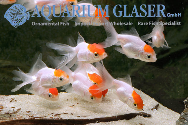 2 Red Cap Oranda Fische In Brandenburg – UTZN