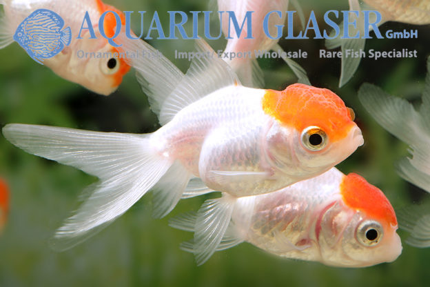 Oranda Red Cap - Aquarium Glaser GmbH