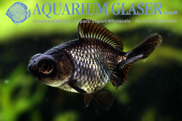 telescope goldfish one black eye one regular eye telescope goldfish one black eye one regular eye