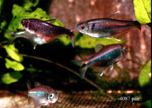 New China Tetra