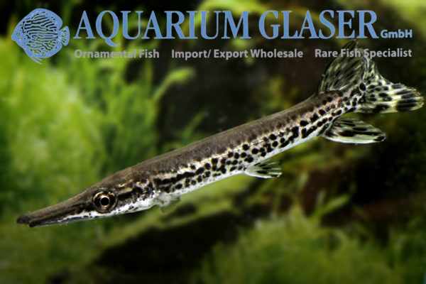 Atractosteus spatula Aquarium Glaser GmbH