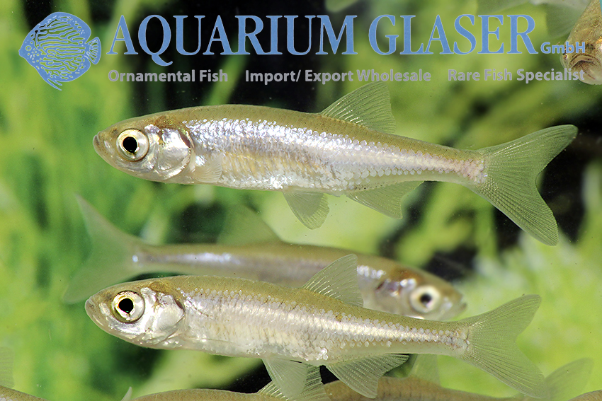 Leucaspius delineatus - Aquarium Glaser GmbH