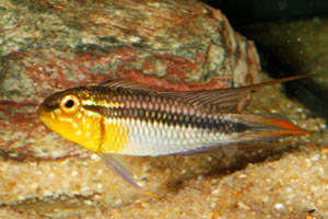 Apistogramma agassizii ,,Abacaxis“