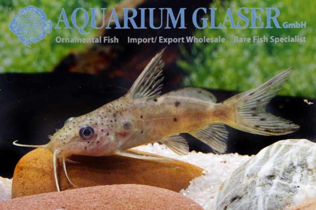 Synodontis bastiani Aquarium Glaser GmbH
