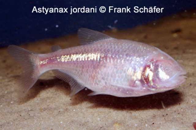 Jordani sale