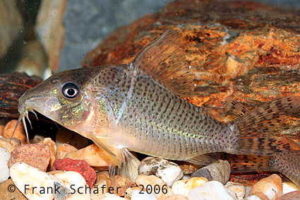 Corydoras sp. C 71