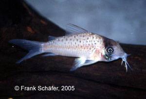 Corydoras sychri