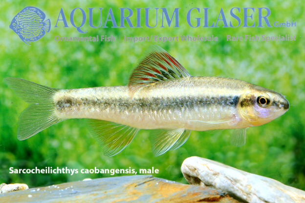 Sarcocheilichthys parvus Aquarium Glaser GmbH
