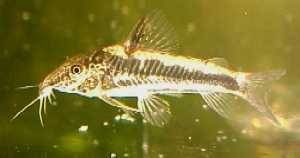 Corydoras baianinha