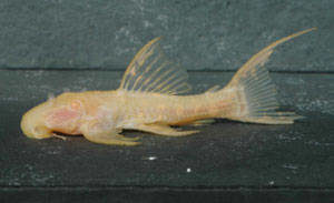 Pseudoacanthicus spec. „Albino Titanic“ L 273