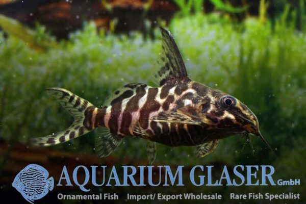 Synodontis batensoda Aquarium Glaser GmbH
