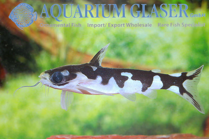Centromochlus sp. Ninja (= C. orca) - Aquarium Glaser GmbH
