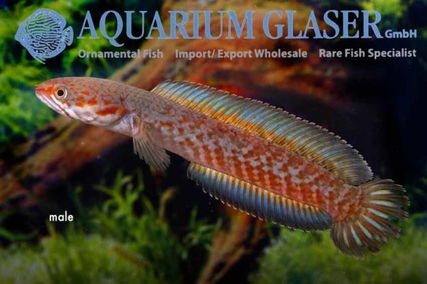 Channa andrao - Aquarium Glaser GmbH