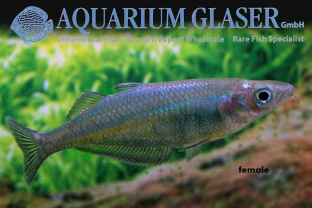 Chilatherina sentaniensis Aquarium Glaser GmbH