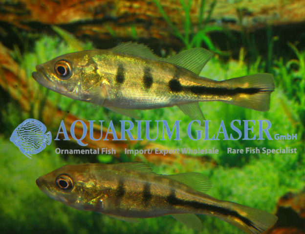 Cichla orinocensis Aquarium Glaser GmbH