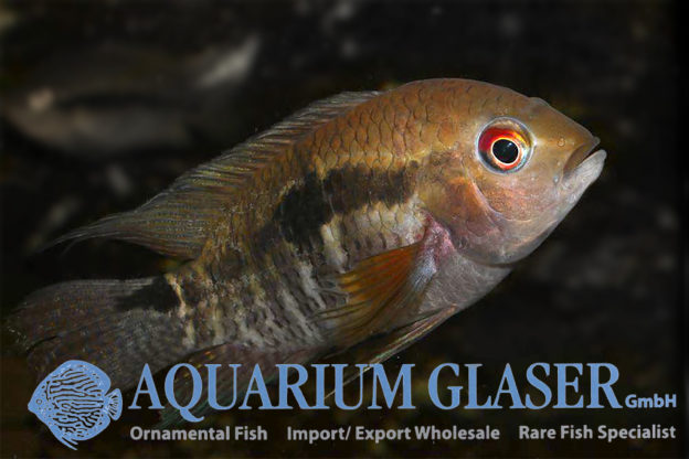 Cichlasoma boliviense Aquarium Glaser GmbH