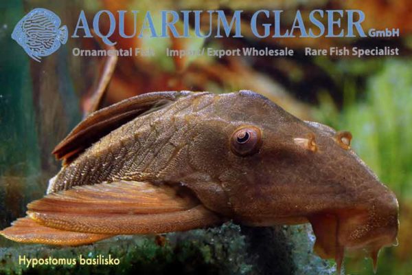 Cochliodon sp. Aquarium Glaser GmbH