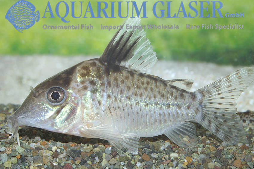 Corydoras agassizii Aquarium Glaser GmbH