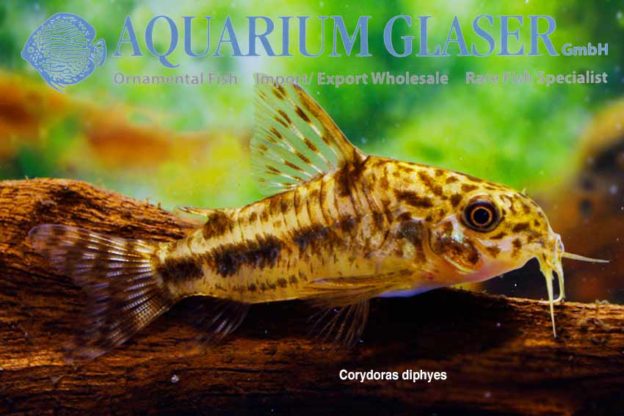 Corydoras diphyes Aquarium Glaser GmbH