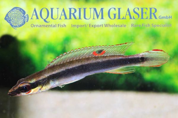 Crenicichla cf. regani Orinoco Aquarium Glaser GmbH