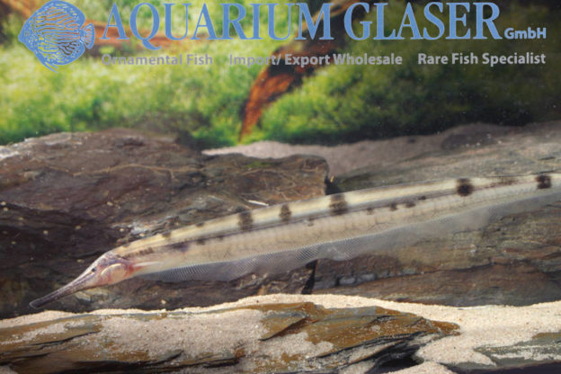 Gymnorhamphichthys cf. hypostomus Aquarium Glaser GmbH