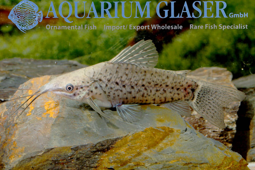 www.aquariumglaser.de