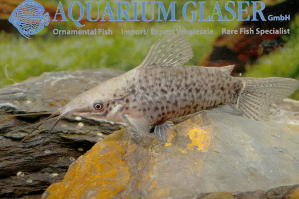 Hoplosternum punctatum Aquarium Glaser GmbH