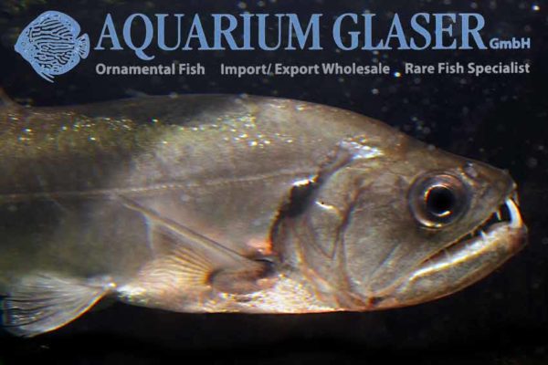 Hydrolycus armatus Aquarium Glaser GmbH