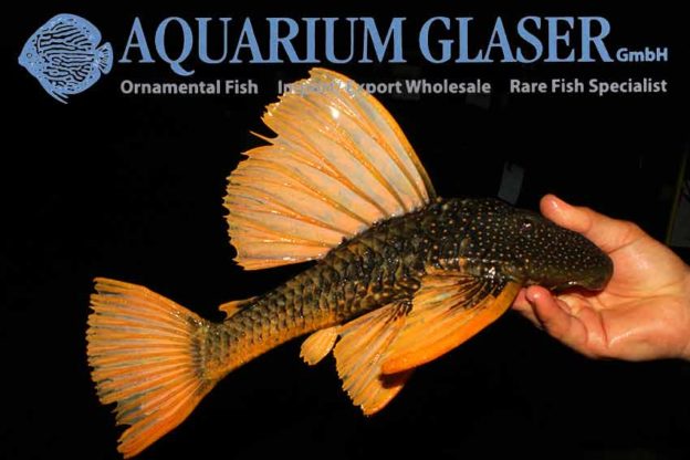 Hypostomus luteus Aquarium Glaser GmbH