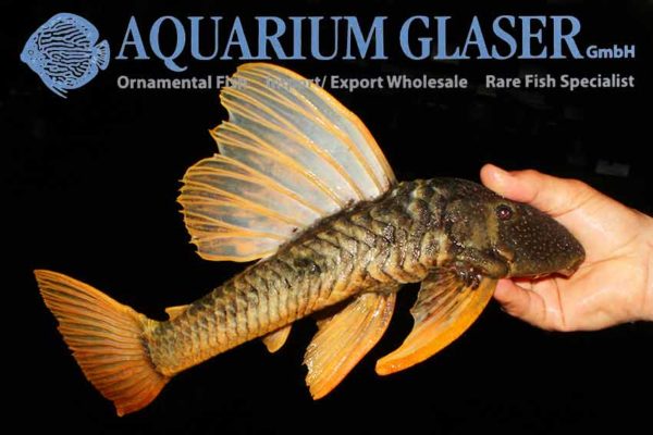 Hypostomus luteus Aquarium Glaser GmbH