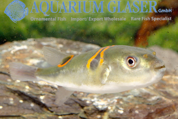 Takifugu ocellatus Aquarium Glaser GmbH