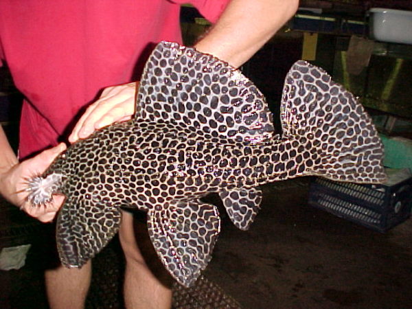 Megalancistrus parananus L 234 Aquarium Glaser GmbH