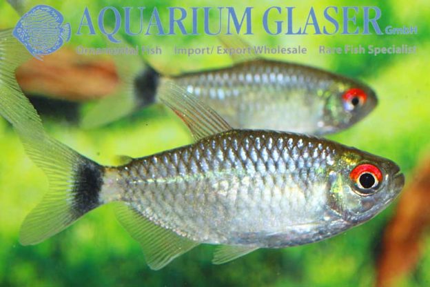 Moenkhausia sanctaefilomenae WILD Aquarium Glaser GmbH