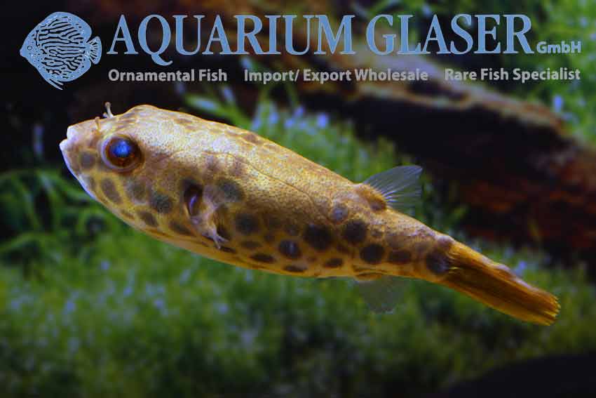 Tetraodon schoutedeni - Aquarium Glaser GmbH